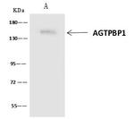 AGTPBP1 Antibody in Immunoprecipitation (IP)