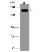 AGTPBP1 Antibody in Western Blot (WB)