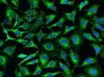 EMAP II Antibody in Immunocytochemistry (ICC/IF)