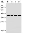 EMAP II Antibody in Western Blot (WB)