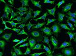 EMAP II Antibody in Immunocytochemistry (ICC/IF)