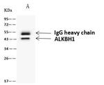 ABH1 Antibody in Immunoprecipitation (IP)