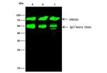 Annexin A6 Antibody in Immunoprecipitation (IP)