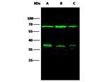 Annexin A6 Antibody in Western Blot (WB)