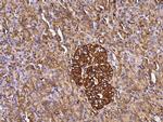 Annexin A6 Antibody in Immunohistochemistry (Paraffin) (IHC (P))