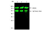 Annexin A6 Antibody in Immunoprecipitation (IP)