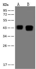 Ataxin 3 Antibody in Western Blot (WB)