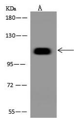 BEND3 Antibody in Western Blot (WB)