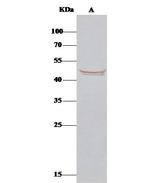 BLMH Antibody in Immunoprecipitation (IP)