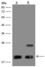 Pallidin Antibody in Western Blot (WB)