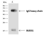 BUD31 Antibody in Immunoprecipitation (IP)