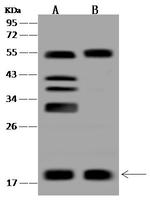 BUD31 Antibody in Western Blot (WB)