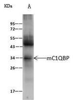 C1QBP Antibody in Immunoprecipitation (IP)