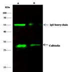 Calbindin Antibody in Immunoprecipitation (IP)