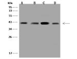 CAPG Antibody in Western Blot (WB)