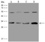 CAPZB Antibody in Western Blot (WB)