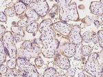 Caspase 7 Antibody in Immunohistochemistry (Paraffin) (IHC (P))