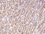 Caspase 7 Antibody in Immunohistochemistry (Paraffin) (IHC (P))