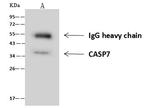 Caspase 7 Antibody in Immunoprecipitation (IP)