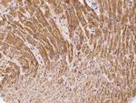 Calsequestrin 2 Antibody in Immunohistochemistry (Paraffin) (IHC (P))