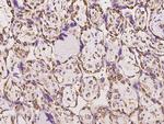 CD2AP Antibody in Immunohistochemistry (Paraffin) (IHC (P))