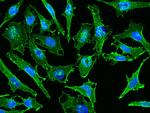 CD44 Antibody in Immunocytochemistry (ICC/IF)