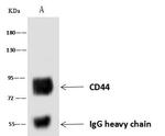 CD44 Antibody in Immunoprecipitation (IP)