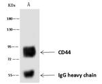 CD44 Antibody in Immunoprecipitation (IP)