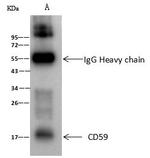 CD59 Antibody in Immunoprecipitation (IP)