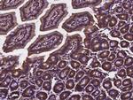 Cdc37 Antibody in Immunohistochemistry (Paraffin) (IHC (P))