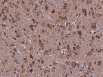 Cdc37 Antibody in Immunohistochemistry (Paraffin) (IHC (P))