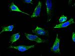 CDK1 Antibody in Immunocytochemistry (ICC/IF)