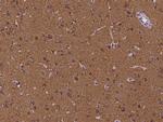 CEND1 Antibody in Immunohistochemistry (Paraffin) (IHC (P))