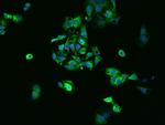 CES1 Antibody in Immunocytochemistry (ICC/IF)