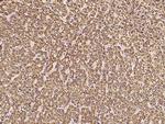 COX5A Antibody in Immunohistochemistry (Paraffin) (IHC (P))