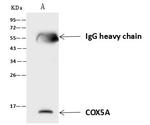 COX5A Antibody in Immunoprecipitation (IP)