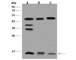 COX5A Antibody in Western Blot (WB)