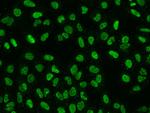 CREB Antibody in Immunocytochemistry (ICC/IF)