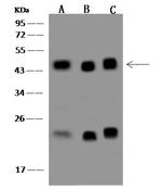 CREB Antibody in Western Blot (WB)