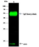 Cystatin C Antibody in Immunoprecipitation (IP)