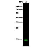 Cystatin C Antibody in Western Blot (WB)