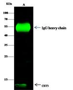 Cystatin C Antibody in Immunoprecipitation (IP)