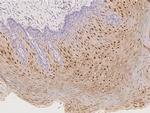 Cystatin B Antibody in Immunohistochemistry (Paraffin) (IHC (P))