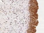 Cystatin B Antibody in Immunohistochemistry (Paraffin) (IHC (P))