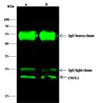 CXCL1 Antibody in Immunoprecipitation (IP)