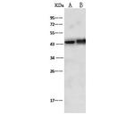 Doublecortin Antibody in Western Blot (WB)