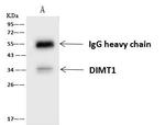 DIMT1 Antibody in Immunoprecipitation (IP)