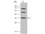 DIMT1 Antibody in Western Blot (WB)