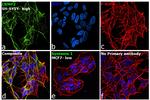 CRMP2 Antibody