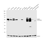 CRMP2 Antibody